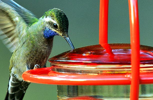 Hummingbird in a hummingbird feeder