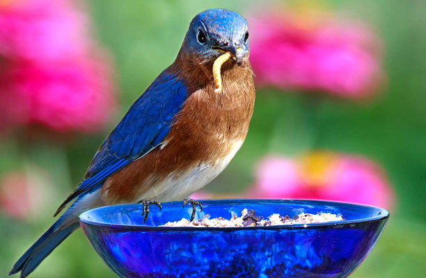 A bluebird eating in a glass bird feeder.