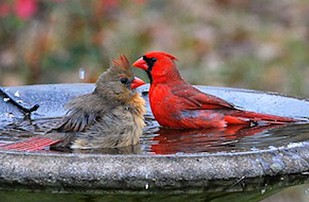 Two cardinals on a bird bath