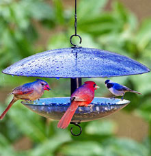 A bunch of cardinals on a blue glass bird feeder