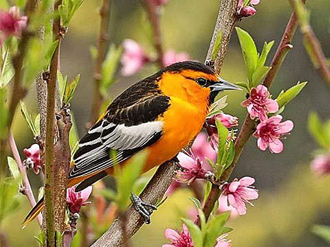 An oriole bird on a branch with pink flowers