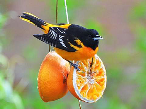 An oriole bird on two hanging orange halves.