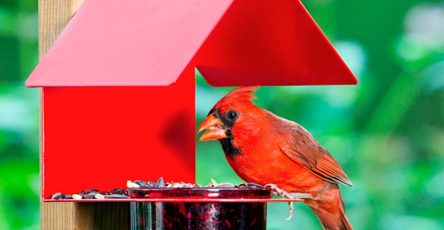 A cardinal eating on a red bird feeder with a green background.