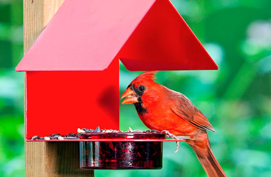 A cardinal eating on a red bird feeder with a green background.