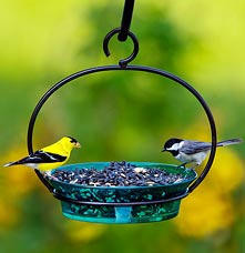 Two birds, one yellow and other grey, on a bird feeder with a green background.