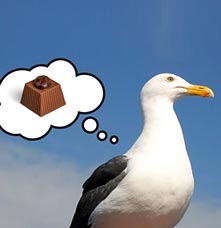 A seagull with a cartoon thinking with a chocolate bar inside.