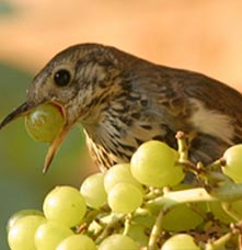 A bird feeding on grapes.