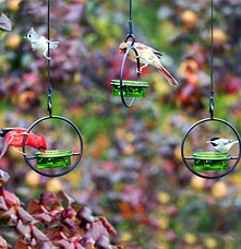 Three birds on three hanging bird feeders