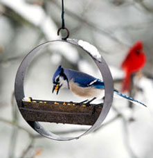 A bluebird on a bird feeder and a cardinal on a branch in the snow.