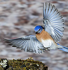 Bluebird with open wings preparing to land.