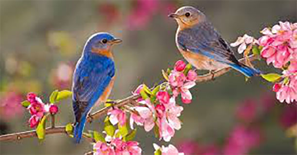 Two bluebirds in a branch with flowers