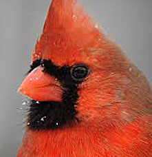 Close up of a cardinal on a grey background