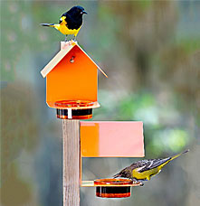 Two oriole birds on a orange bird feeder.