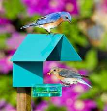 Two bluebirds in a glass bird feeder.