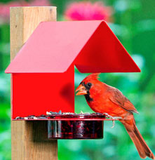 A cardinal eating on a red bird feeder