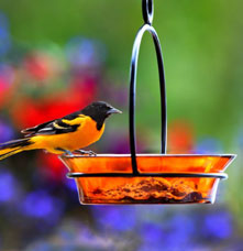 A bird on a glass bird feeder