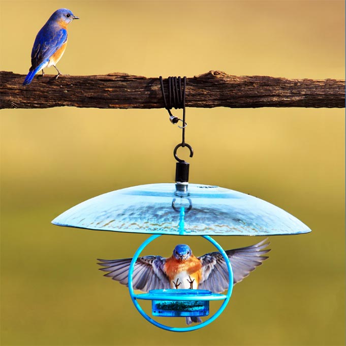 A bird on a branch and another bird with open wings landing on a bird feeder.