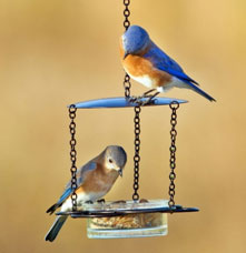 Two Bluebirds eating at the Mosaic Birds Floral Bird Feeder