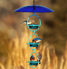 Four blue birds in a glass bird feeder.