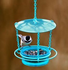 A bluebird in a glass and metal hanging bird feeder