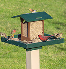 A bunch of birds on a hopper house full of seeds on a green field