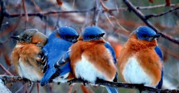 Four bluebirds on a branch.