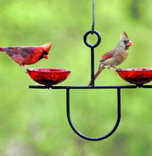 Two cardinals on a bird feeder with a green background