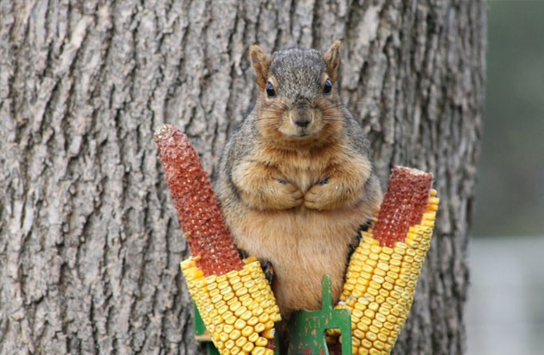 A squirrel with two half-chewed corncobs.