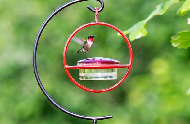 Hummingbird flying over a red hummingbird feeder.