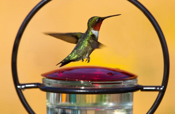 A green hummingbird flying over a hummingbird feeder.