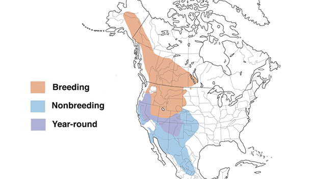North America map with mountain bluebirds migratory route