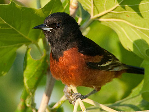 A black an orange orchard oriole on a branch.