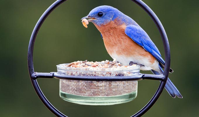 A blue bird eating in a bird feeder with a green background.