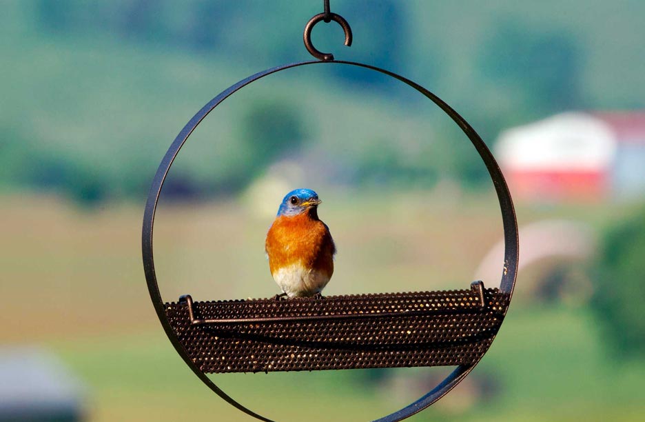 A bird on a bird feeder with a green background.