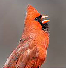 A cardinal singing