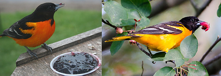 Two images of orioles. One eating jelly and other on a branch.
