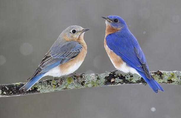 Two bluebirds facing each other on a branch