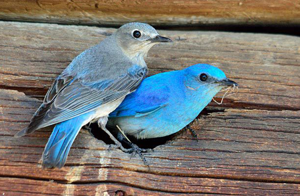 Two bluebirds in a hole.