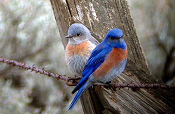 Two bluebirds on a barbed wire.