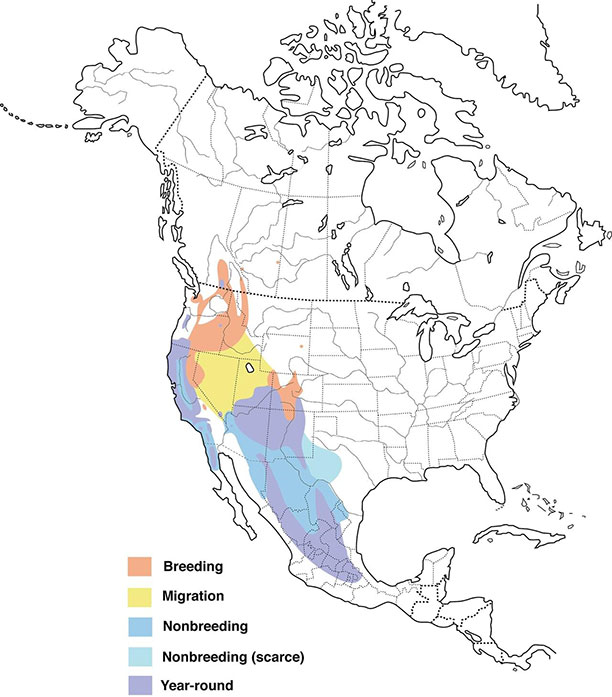 North America map with western bluebirds migratory route