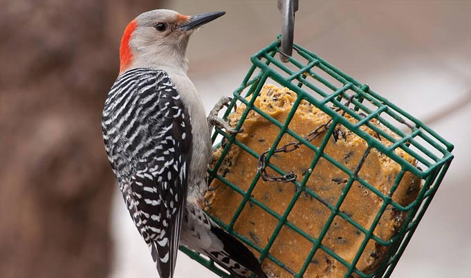 A woodpecker on a bird feeder.