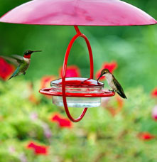 Two hummingbirds on a glass bird feeder with a green with red flowers background